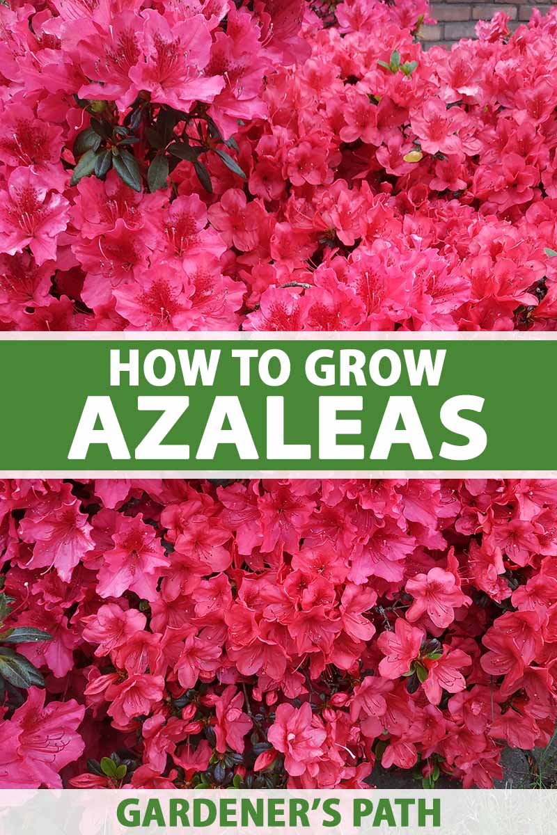 4 Tips to Grow Azaleas in the Sun Successfully