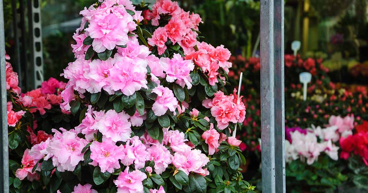 Best Pot Size For Growing Azaleas