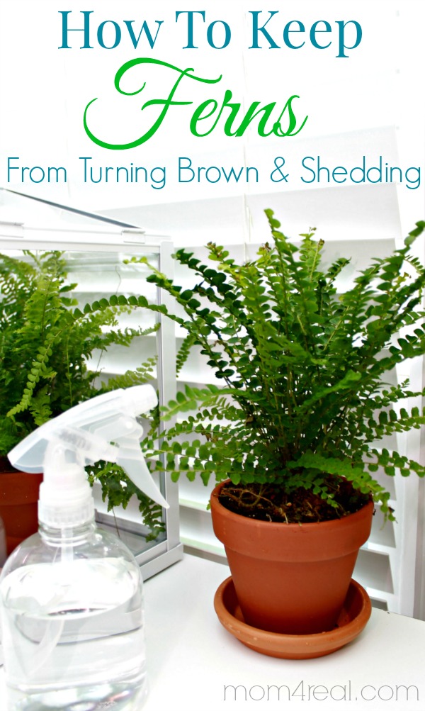 6. Outdoor Fern Turning Brown (Transplant the Fern)