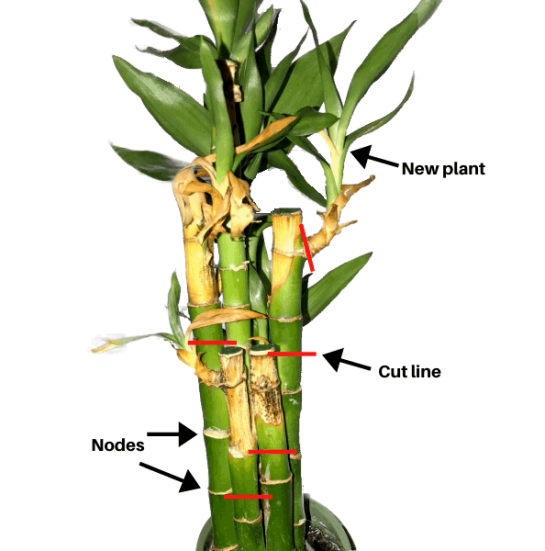 How to Revive a Dying Lucky Bamboo Plant The Garden Hows