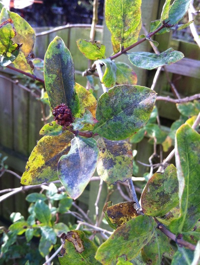 Honeysuckle with Fungal Disease