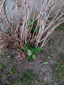 Too Much Fertilizer or Manure can Burn Hydrangea Roots