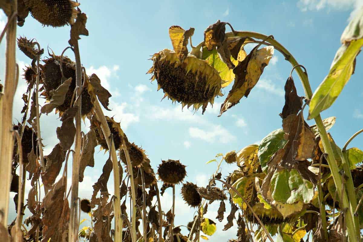 sunflower-dying-how-to-revive-it-the-garden-hows