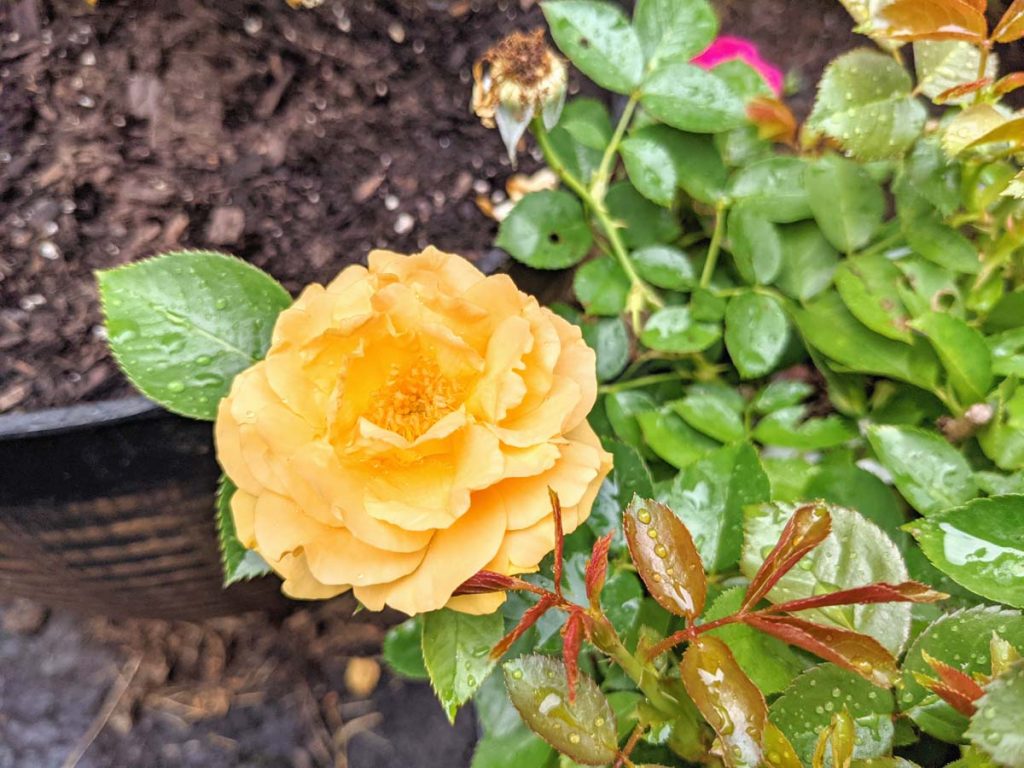 Maintaining the Right
Soil pH for Roses 
