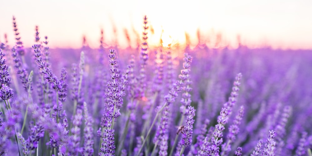 How to Amend Acidic Soil for Growing Lavender 