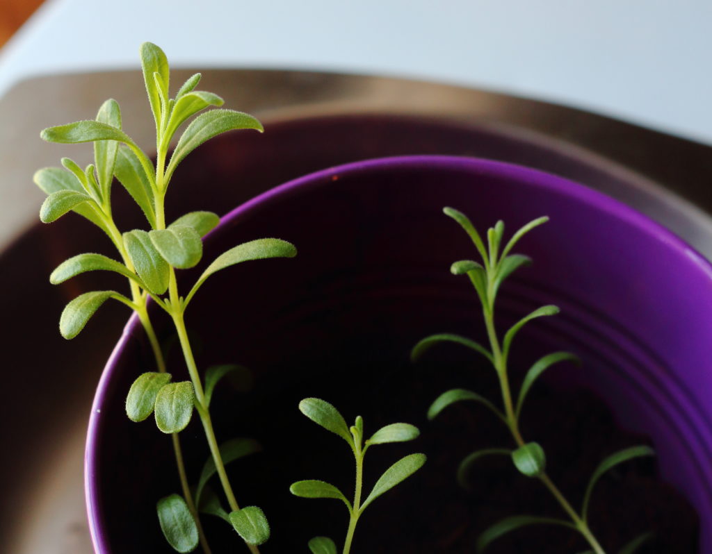 3. Not a Cold Hardy Variety of Lavender