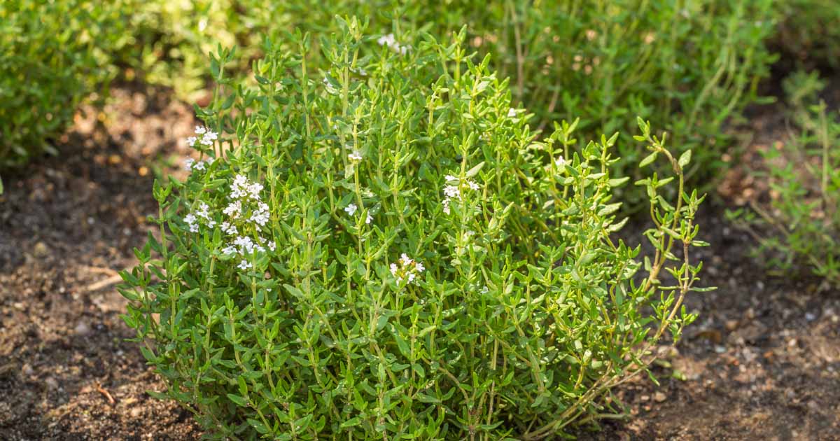 Thyme Plant Dying? (How to Revive it)