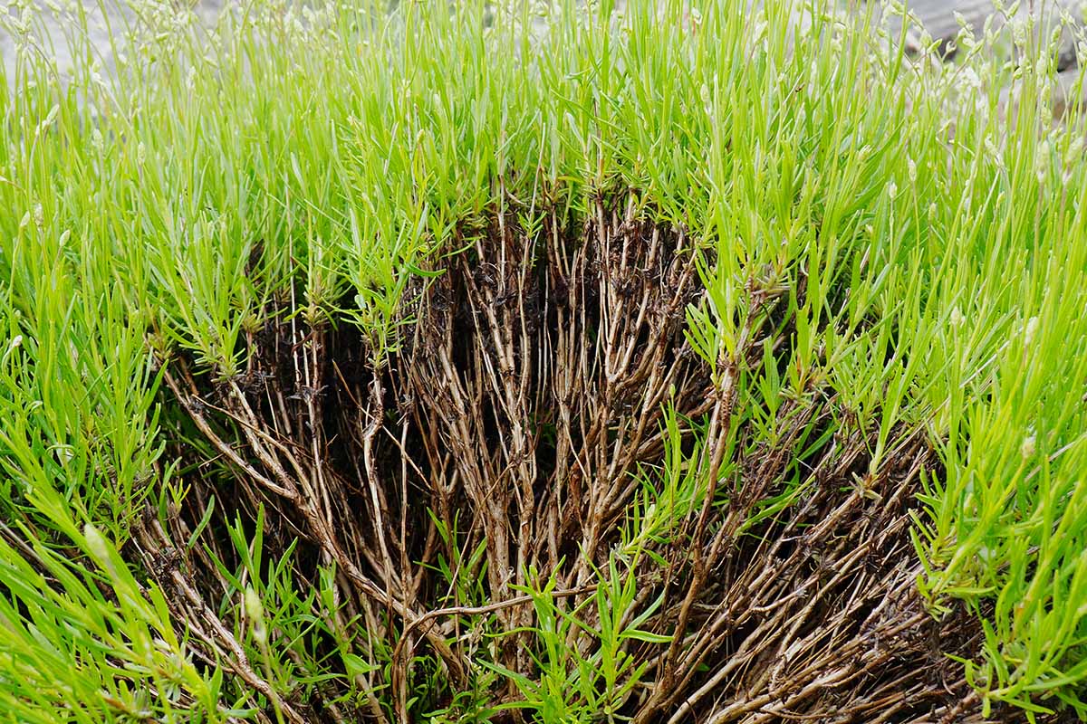 Prune Lavender Twice Per Year to Stop Leggy Foliage