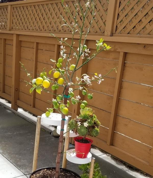 Lemon Tree Losing Leaves? (How to Save it)