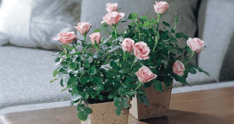 Winter Care for
Indoor Roses