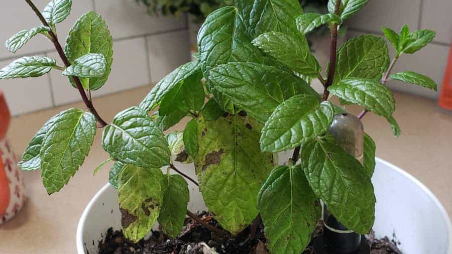 Wilting or Leggy Mint (Not Enough Sun or Pruning)