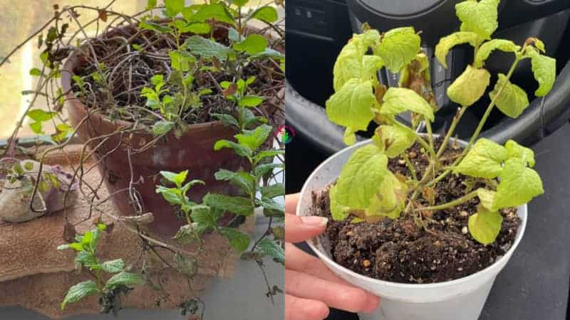 Potted Mint Wilting