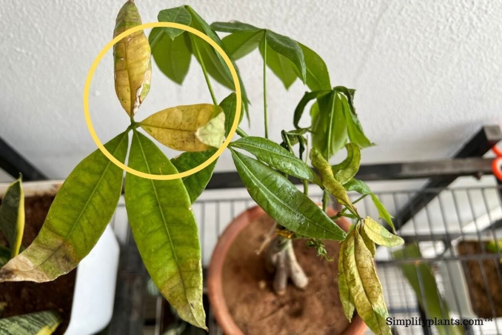 How to Save a Money Tree with Yellow Leaves