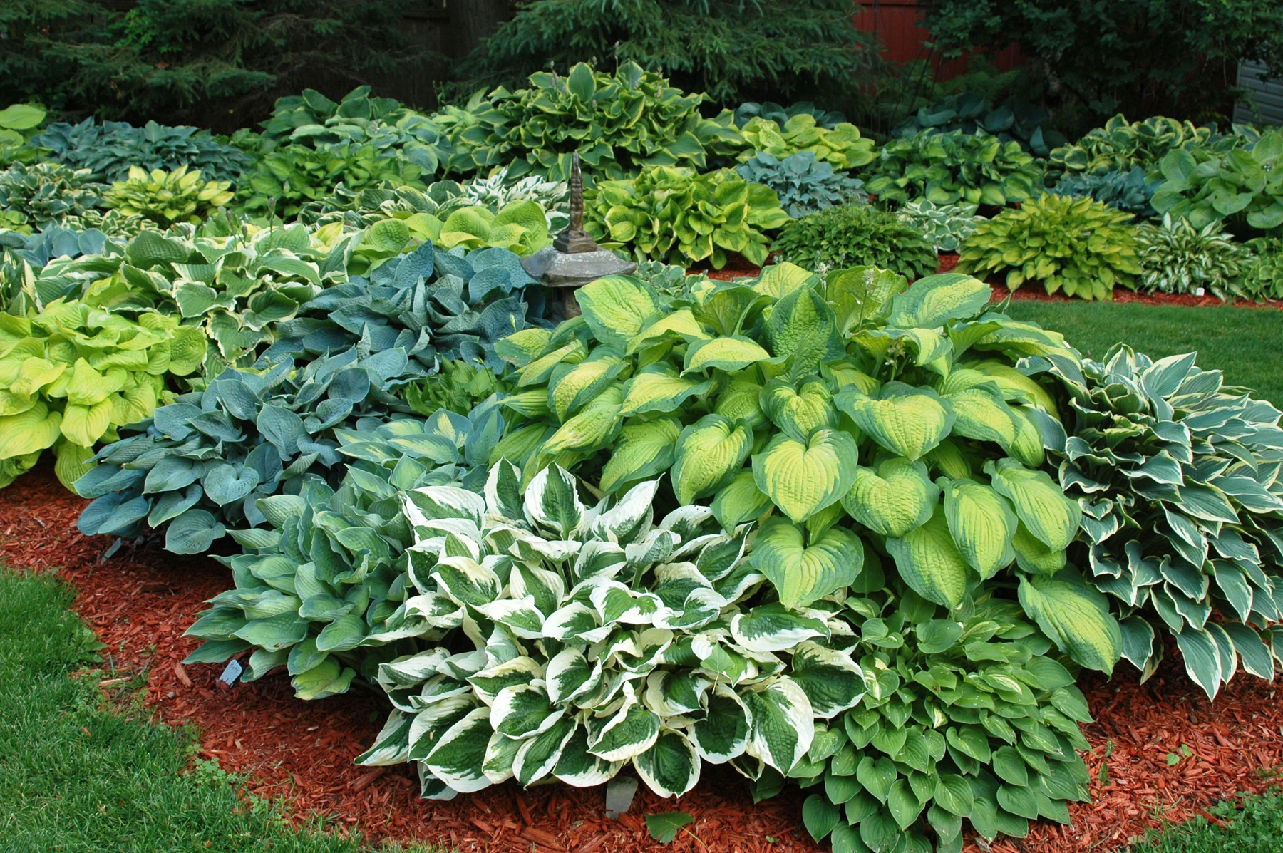 How Much Space Between Hostas