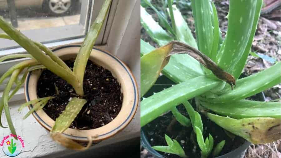 How to Save an Underwatered Aloe Plant