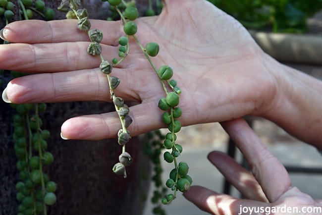 How to Revive Sun Burnt String of Pearls Plants