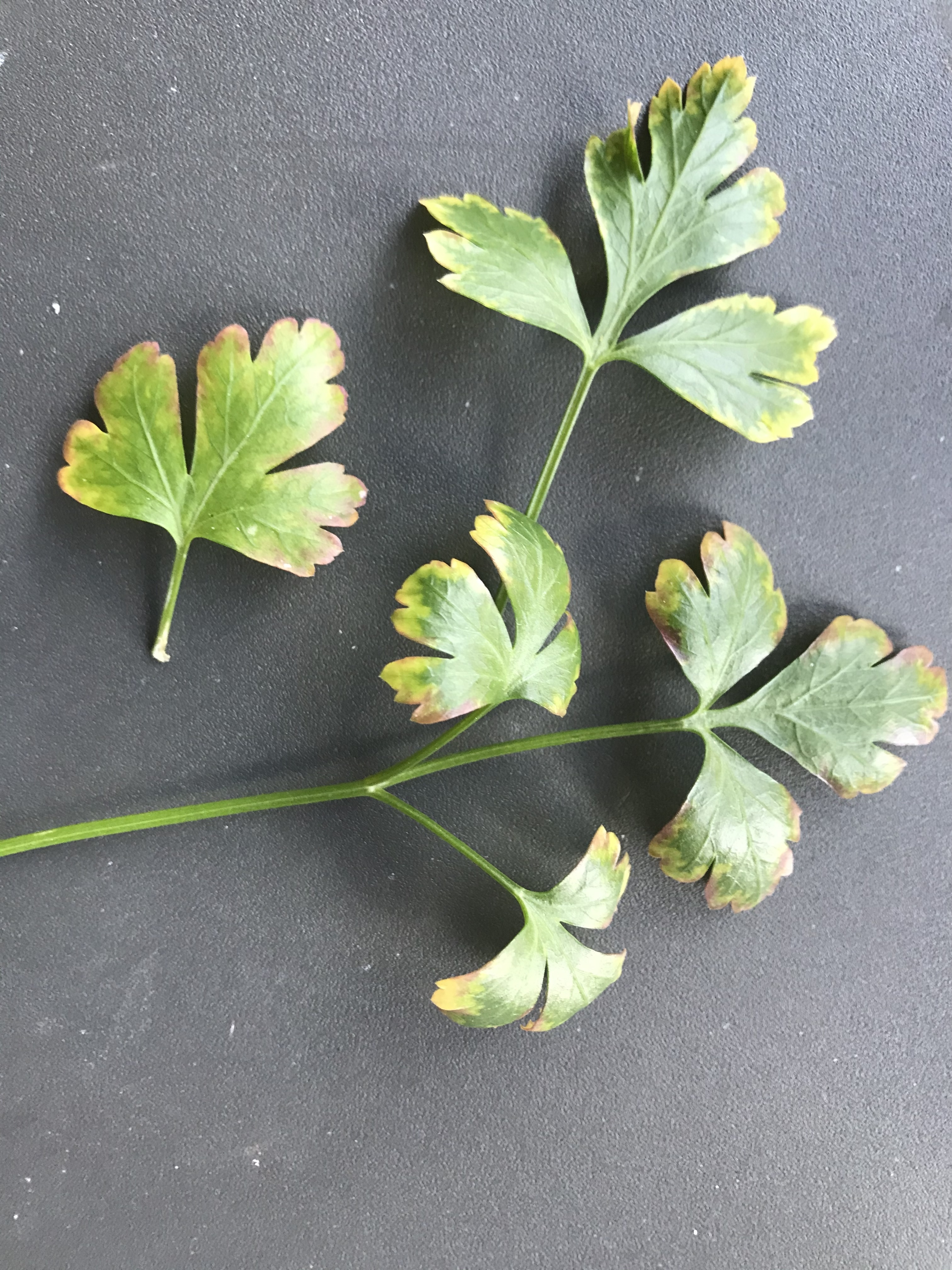 Parsley Turning Yellow? (How to Save it)