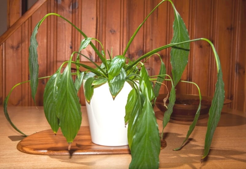 How to Revive Drooping Peace Lilies with Brown Leaves