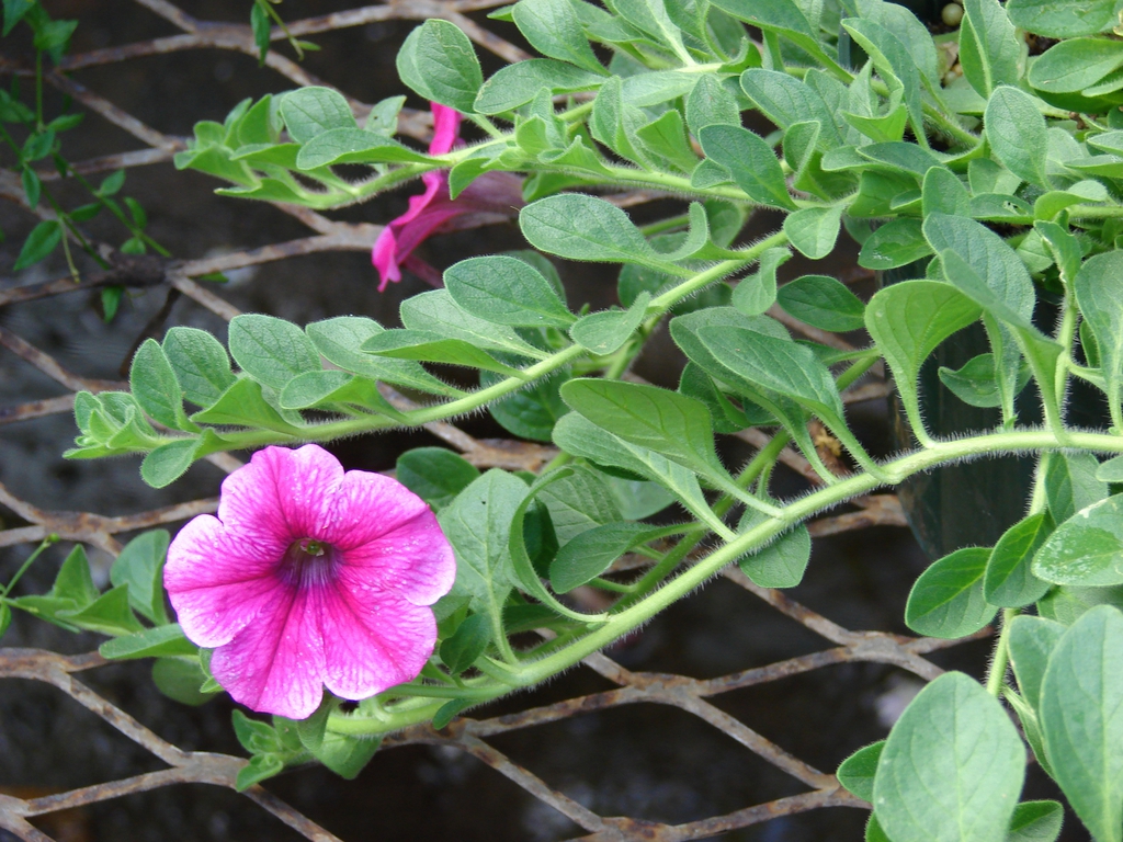 Petunias Turning White