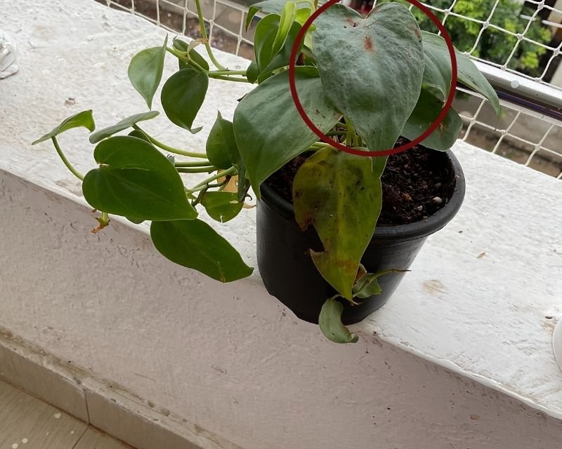 How to Save Dying Philodendron with Yellow Drooping Leaves