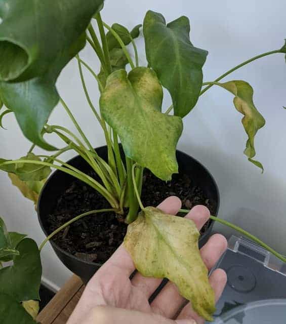 Philodendron not Growing