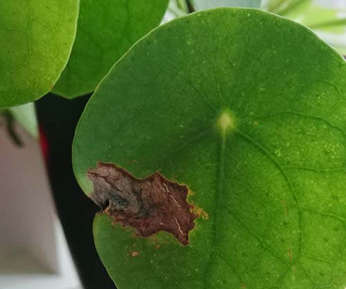 How to Revive a Dying Pilea Peperomioides with Yellow Leaves