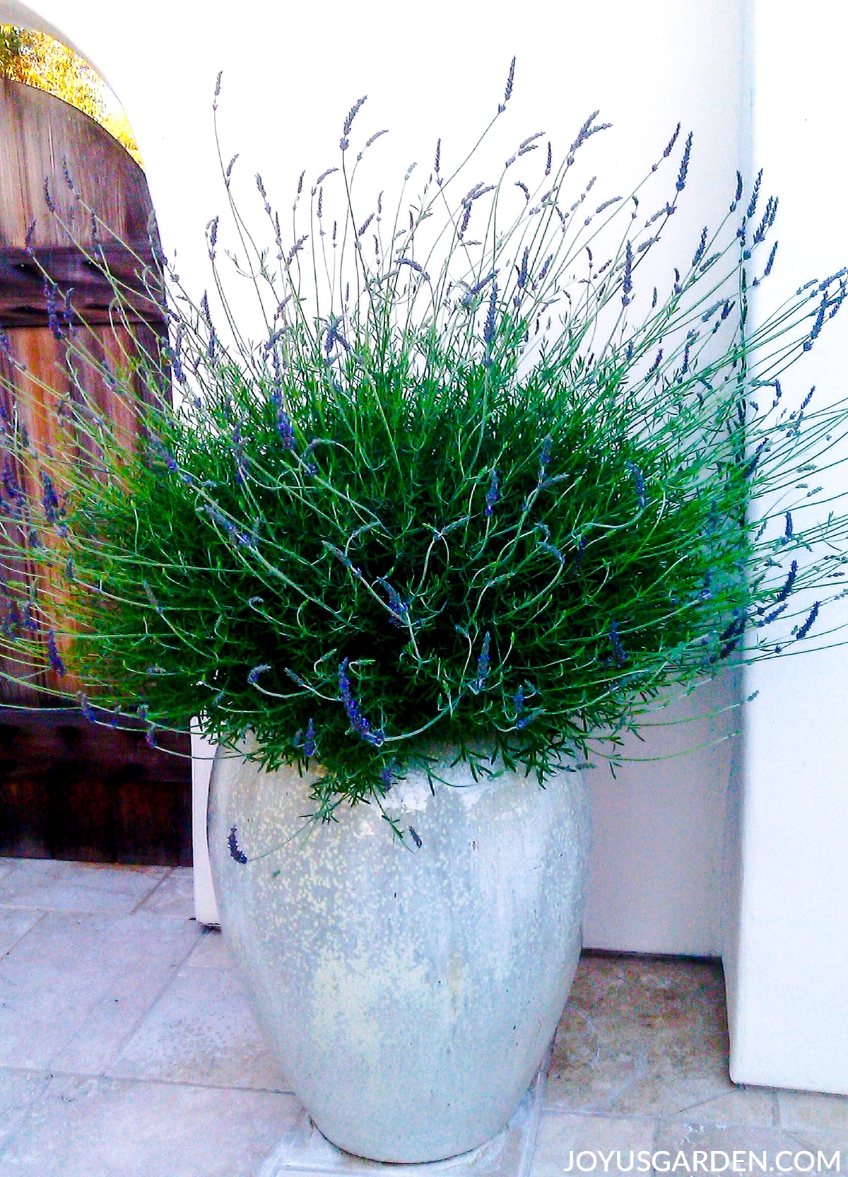 Potted Lavender Care in Winter