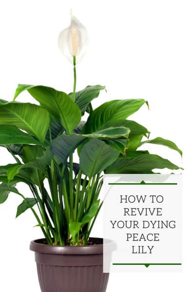 How to Revive a Dying Peace Lily