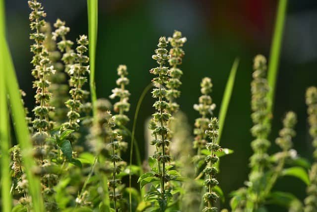 Watering Basil in Garden Soil