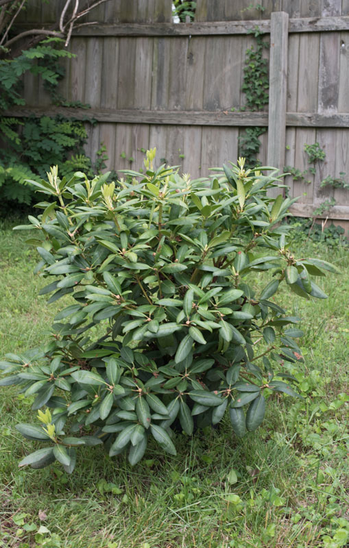 6. Alkaline Soil Prevents Rhododendrons From Flowering
