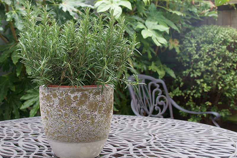 Good Drainage is Key for Rosemary Pots and Containers