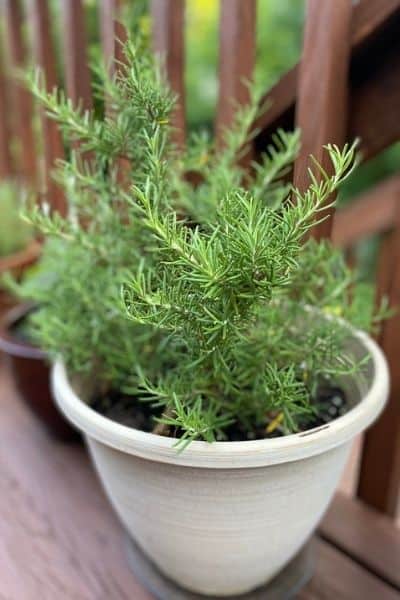 How Often to Water Rosemary in Pots