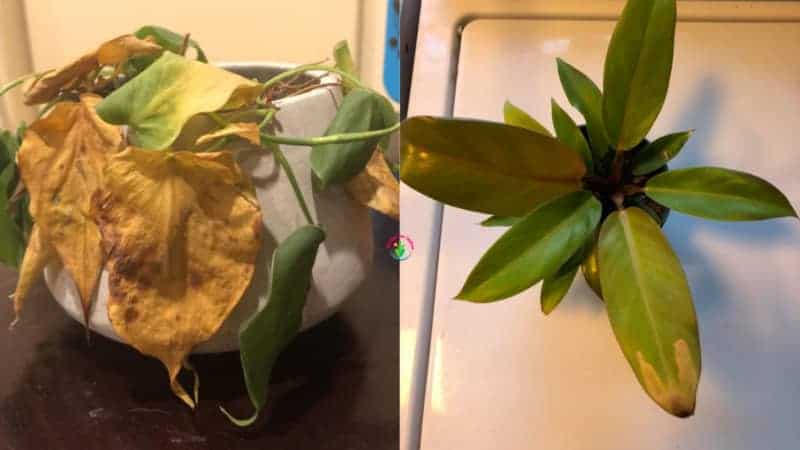 Why is My Philodendron Plant Dying? (How to Save it)