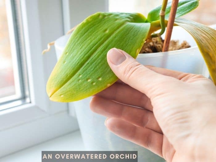 How to Fix Overwatered Orchids