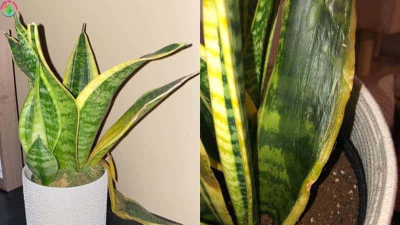 How to Revive a Dying Snake Plant