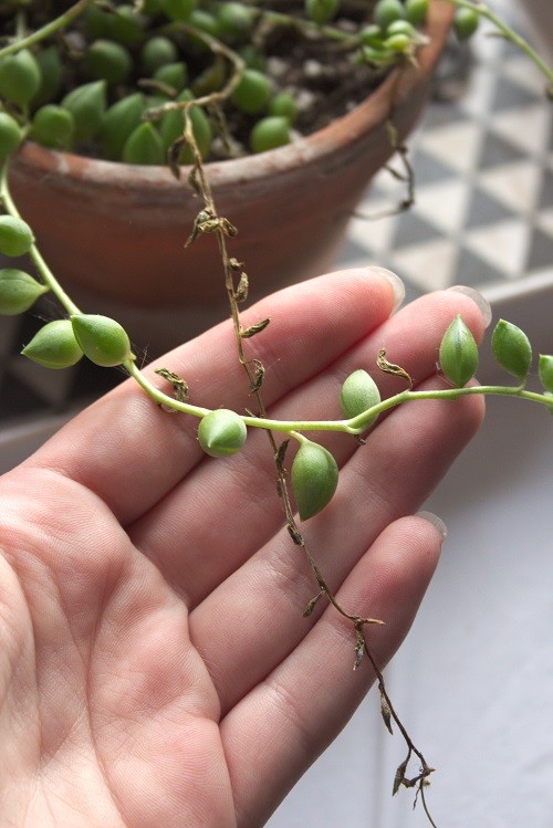 How to Revive Sun Burnt String of Pearls Plants