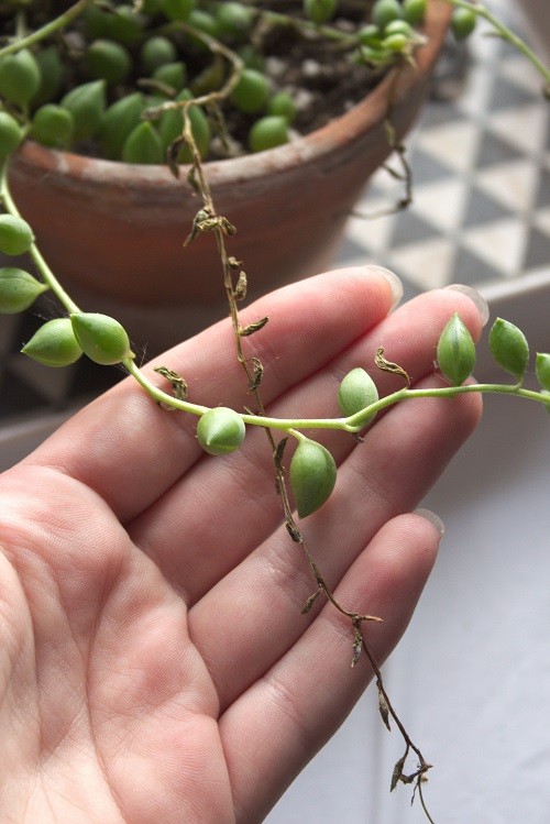 String of Pearls Leaves Turning Brown or Yellow with Dying Appearance