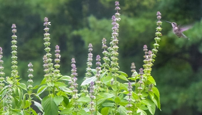 Is Basil Safe to eat After Flowering?