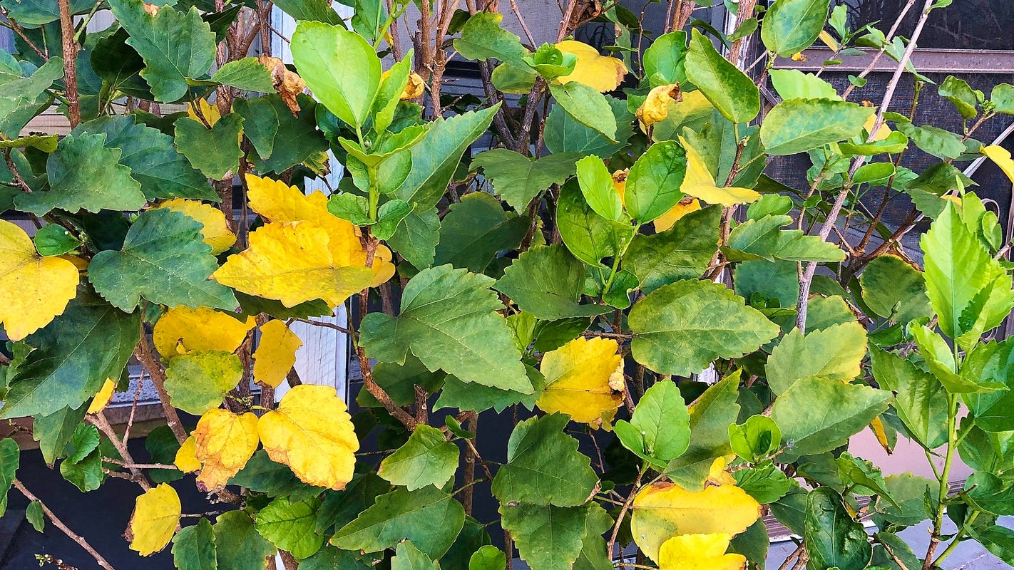 Hibiscus Leaves Turning Yellow? (How to Revive it)