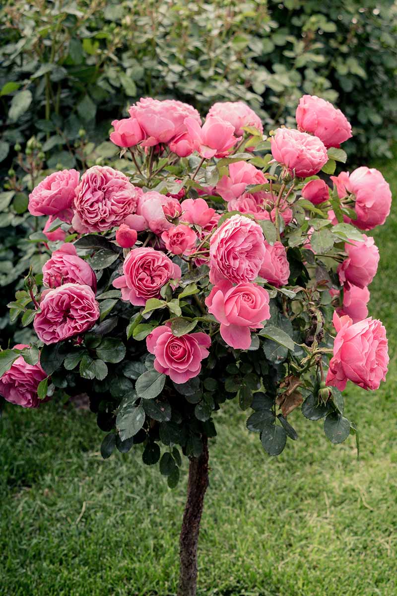 Will Roses Grow Successfully under Pine Trees?
