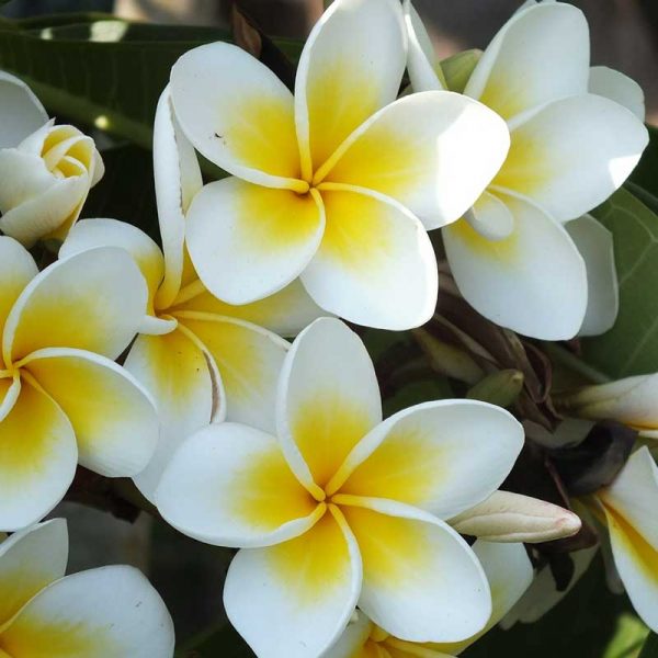 Water Stress Prevents Jasmine Flowering