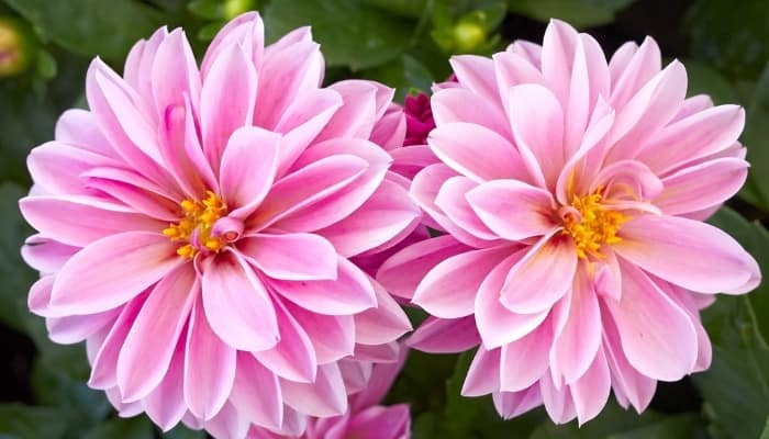 35 Flowers That Start With D (List) – Plant Info & Pictures