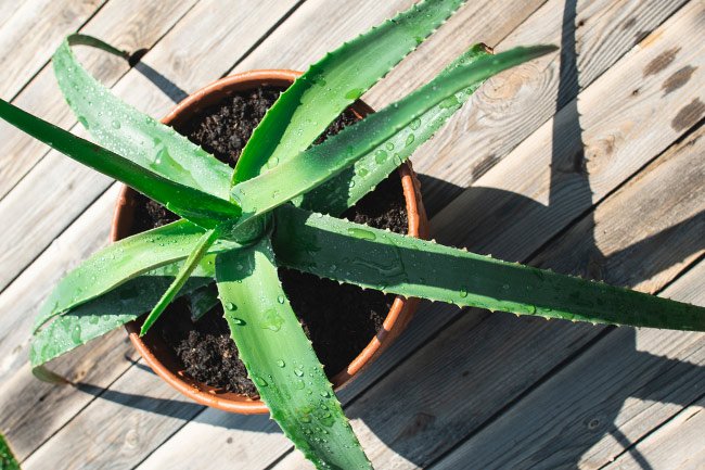 Ensure Pots Drain Freely to Prevent Leaves Turning Limp