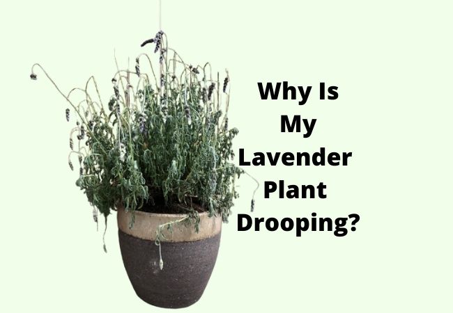 3. Overly Fertile Soil Causes Lavenders to Droop