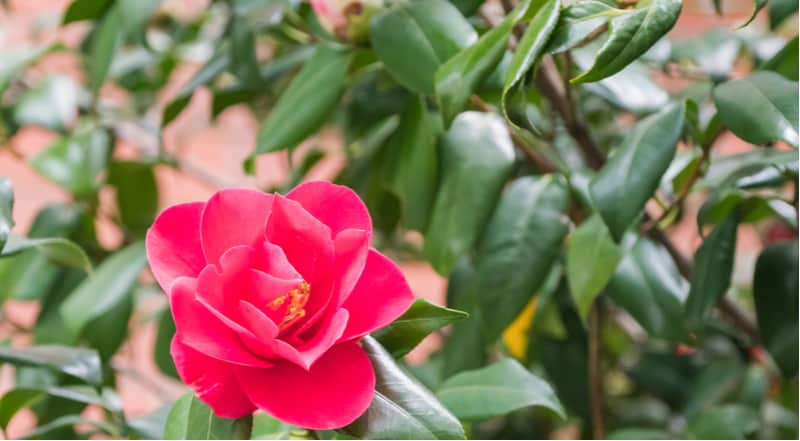 7. Pruning Camellia at the Wrong Time (Removes Flower buds) 