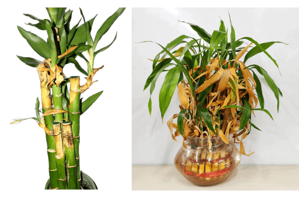 How to Save Lucky Bamboo with Yellow Stalks