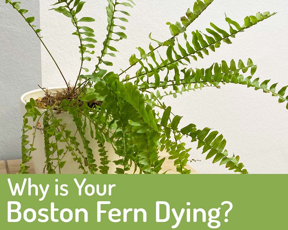 How to Revive Dying Indoor Ferns with Drooping, Yellow Leaves