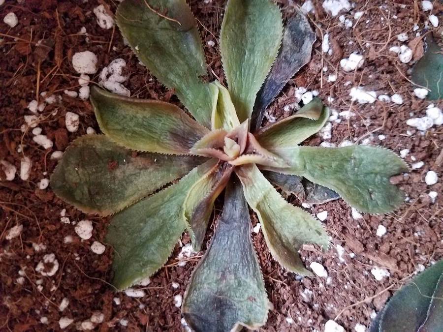 Succulent Dying from Cold