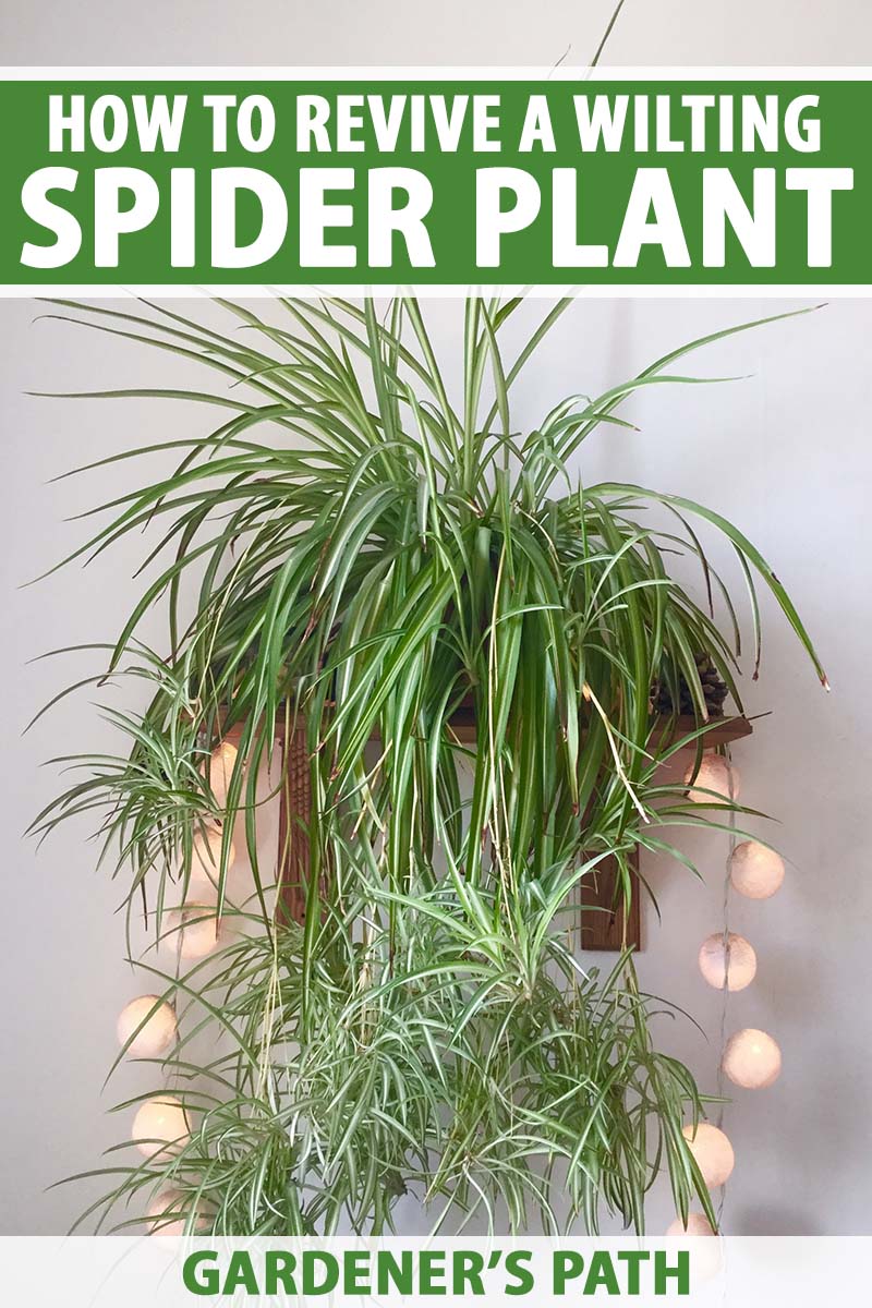 How to Revive Drooping Spider Plants with Yellow Leaves 