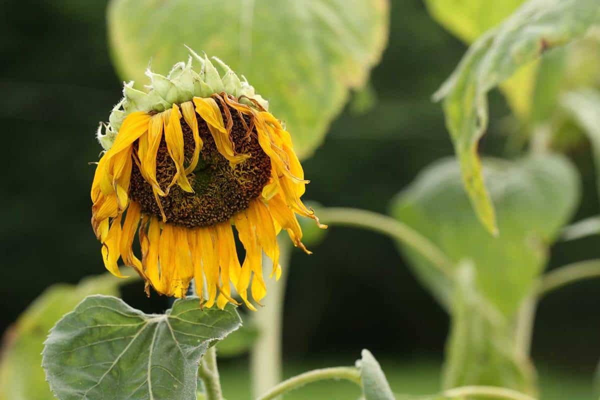 How to Revive a Sunflower Drooping and Dying